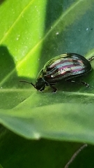 Chrysolina americana