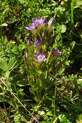 Gentianella rhaetica