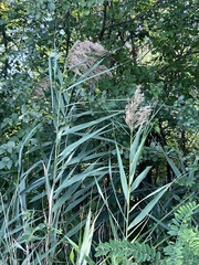 Phragmites
