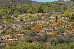 Dimorphotheca sinuata