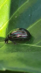 Chrysolina americana
