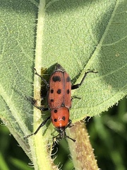 Rhodobaenus tredecimpunctatus