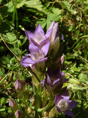 Gentianella rhaetica