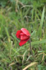 Anemone coronaria
