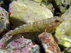 Gobius paganellus