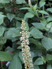Phytolacca heterotepala