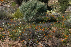 Dimorphotheca sinuata