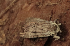 Amphipyra pyramidea