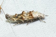Mompha stellella