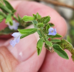 Salvia reflexa