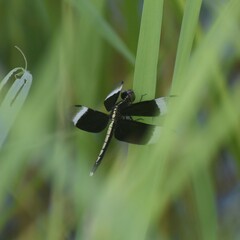 Neurothemis tullia