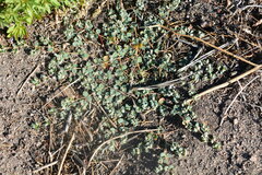 Euphorbia albomarginata