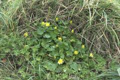 Ficaria verna