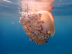 Cotylorhiza tuberculata