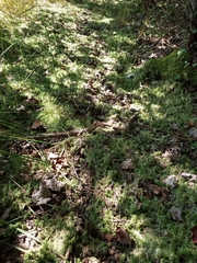 Sphagnum girgensohnii