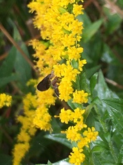 Eutreta noveboracensis