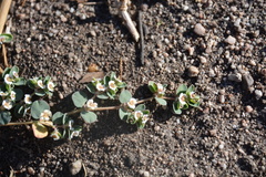 Euphorbia albomarginata