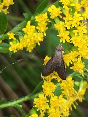Eutreta noveboracensis