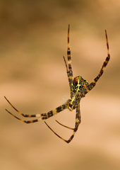 Argiope versicolor