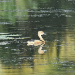 Dendrocygna javanica
