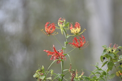 Gloriosa superba