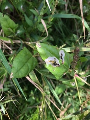 Chrysoesthia sexguttella