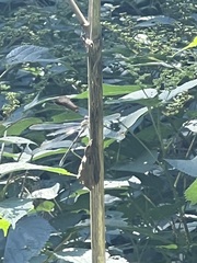 Lestidae