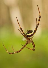Argiope versicolor