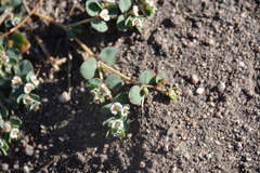 Euphorbia albomarginata