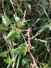 Chrysoesthia sexguttella