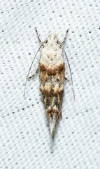 Mompha stellella