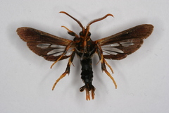 Vitacea scepsiformis