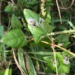 Chrysoesthia sexguttella