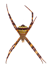 Argiope versicolor