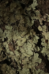 Flavoparmelia caperata
