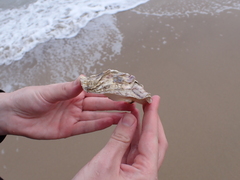 Ostreidae