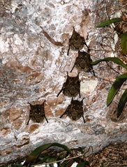 Rhynchonycteris naso