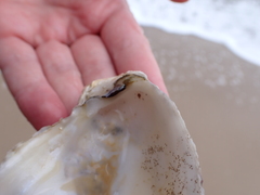 Ostreidae