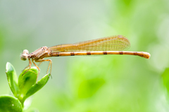 Argia sedula