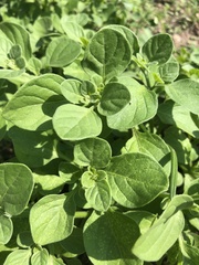 Salpichroa origanifolia