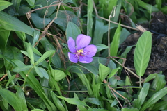 Melastoma malabathricum