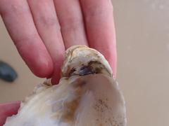 Ostreidae