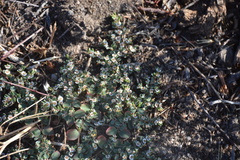 Euphorbia albomarginata