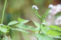 Borbo cinnara