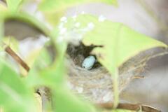 Orthotomus atrogularis