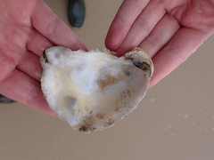 Ostreidae
