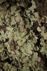 Flavoparmelia caperata