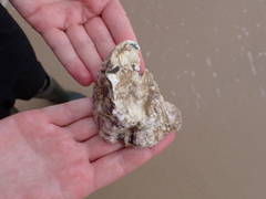 Ostreidae