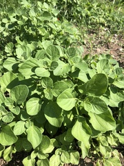 Salpichroa origanifolia