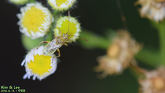 Stictopleurus minutus